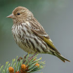 Pine Siskin